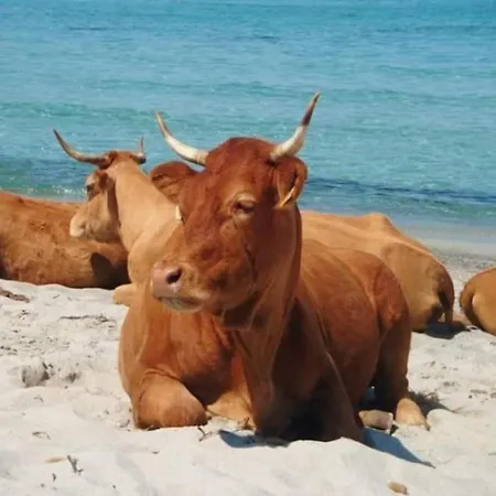Standing Classé Meublé De Tourisme Avec Terrasse Vue  Les Pieds Dans L'eau  à Algajola (Corsica)